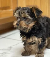 Boy B “Teddy”, a male Yorkshire Terrier for sale in Tallahassee, FL – 4 of 8