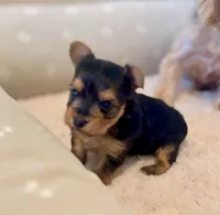 Girl B, a female Yorkshire Terrier for sale in Tallahassee, FL – 4 of 10