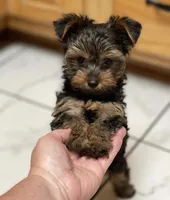 Boy B “Teddy”, a male Yorkshire Terrier for sale in Tallahassee, FL – 5 of 8