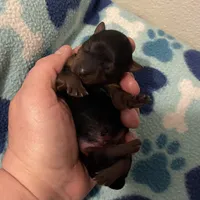 Boy C, a male Yorkshire Terrier for sale in Tallahassee, FL – Photo 3 of 5