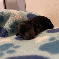 Boy C, a male Yorkshire Terrier for sale in Tallahassee, FL – Photo 4 of 5