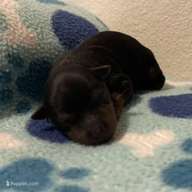 Boy C – Yorkshire Terrier puppy for sale in Tallahassee, FL