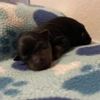 Boy C, a male Yorkshire Terrier for sale in Tallahassee, FL – Photo 2 of 5