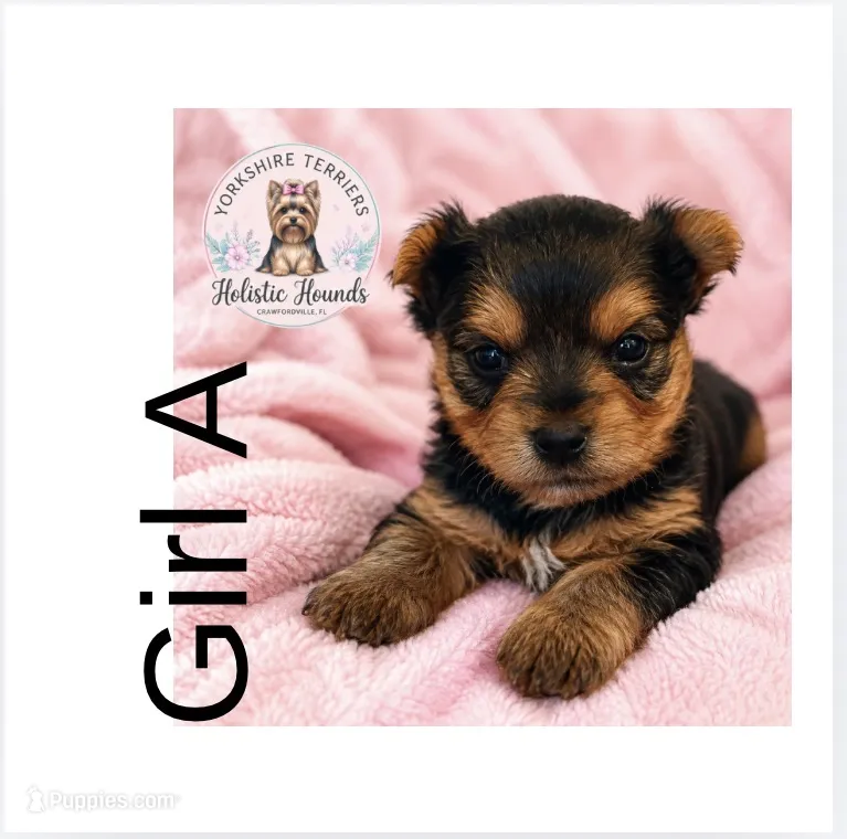 Girl A – Yorkshire Terrier puppy for sale in Tallahassee, FL