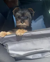 Boy B “Teddy”, a male Yorkshire Terrier for sale in Tallahassee, FL – 6 of 8