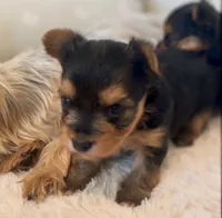 Girl B, a female Yorkshire Terrier for sale in Tallahassee, FL – 7 of 10