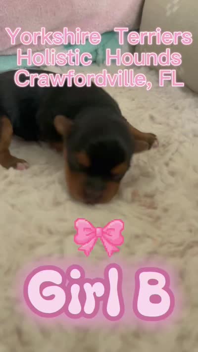 Girl B, a female Yorkshire Terrier for sale in Tallahassee, FL – 8 of 8