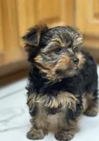 Boy B “Teddy”, a male Yorkshire Terrier for sale in Tallahassee, FL – 3 of 8