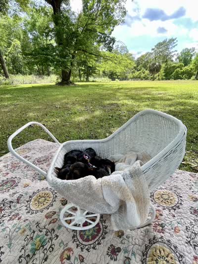 Boy B, a male Yorkshire Terrier for sale in Tallahassee, FL – 10 of 10