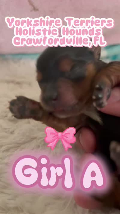 Girl A, a female Yorkshire Terrier for sale in Tallahassee, FL – 9 of 9