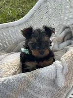 Boy B, a male Yorkshire Terrier for sale in Tallahassee, FL – 7 of 10