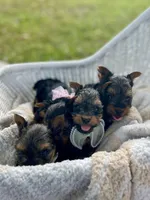 Boy B, a male Yorkshire Terrier for sale in Tallahassee, FL – 9 of 10