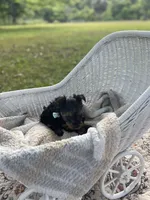 Boy B, a male Yorkshire Terrier for sale in Tallahassee, FL – 6 of 10