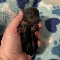 Boy B, a male Yorkshire Terrier for sale in Tallahassee, FL – Photo 2 of 5