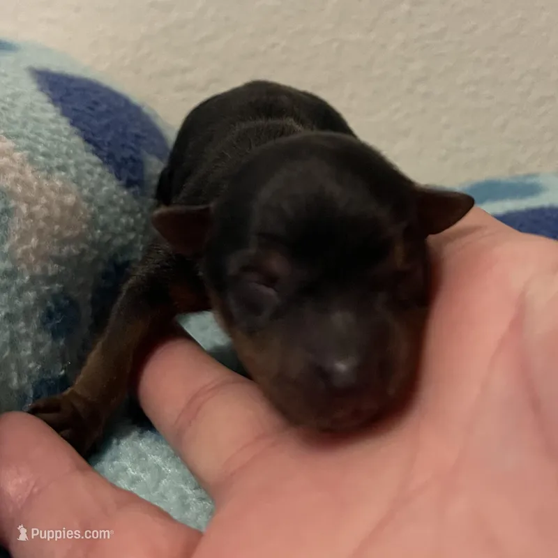 Boy B – Yorkshire Terrier puppy for sale in Tallahassee, FL