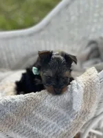 Boy B, a male Yorkshire Terrier for sale in Tallahassee, FL – 2 of 10