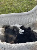 Boy B, a male Yorkshire Terrier for sale in Tallahassee, FL – 5 of 10