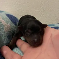 Boy B, a male Yorkshire Terrier for sale in Tallahassee, FL – Photo 3 of 5