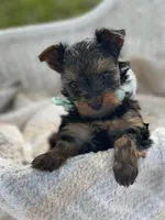 Boy B, a male Yorkshire Terrier for sale in Tallahassee, FL – 4 of 10