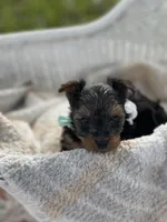 Boy B, a male Yorkshire Terrier for sale in Tallahassee, FL – 3 of 10