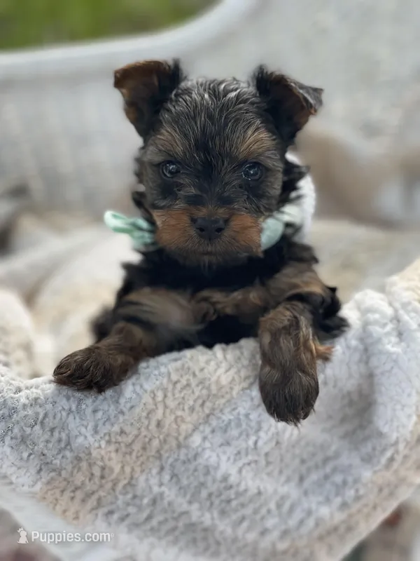 Boy B – Yorkshire Terrier puppy for sale in Tallahassee, FL