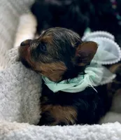Boy B, a male Yorkshire Terrier for sale in Tallahassee, FL – 8 of 10