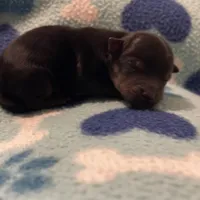 Boy B, a male Yorkshire Terrier for sale in Tallahassee, FL – Photo 4 of 5