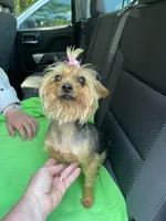 Bluebelle, a female Yorkshire Terrier for sale in Tallahassee, FL – Photo 8 of 8