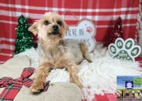 Bluebelle, a female Yorkshire Terrier for sale in Tallahassee, FL – Photo 6 of 8