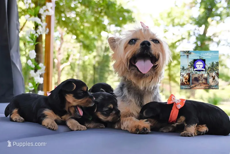 Bluebelle, a female Yorkshire Terrier for sale in Tallahassee, FL – Photo 1 of 8
