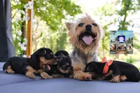 Bluebelle, a female Yorkshire Terrier for sale in Tallahassee, FL – Photo 1 of 8