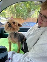 Bluebelle, a female Yorkshire Terrier for sale in Tallahassee, FL – Photo 7 of 8