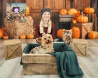 Bluebelle, a female Yorkshire Terrier for sale in Tallahassee, FL – Photo 5 of 8