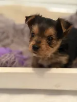 Girl A, a female Yorkshire Terrier for sale in Tallahassee, FL – 7 of 10