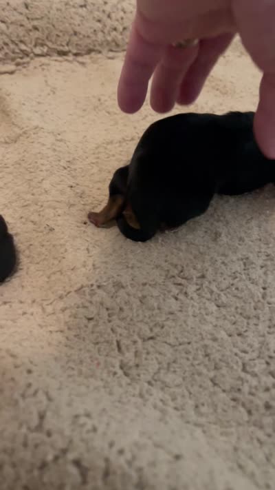 Baby Girl, a female Yorkshire Terrier for sale in Tallahassee, FL – 2 of 2