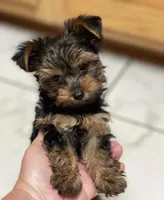 Boy B “Teddy”, a male Yorkshire Terrier for sale in Tallahassee, FL – 2 of 8