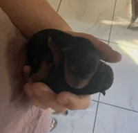 Girl B, a female Yorkshire Terrier for sale in Tallahassee, FL – 3 of 8