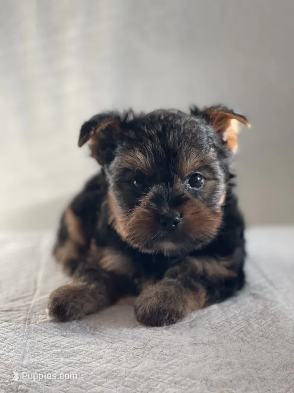 Boy A – Yorkshire Terrier puppy for sale in Tallahassee, FL