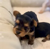Girl B, a female Yorkshire Terrier for sale in Tallahassee, FL – 5 of 10