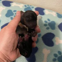 Boy A, a male Yorkshire Terrier for sale in Tallahassee, FL – Photo 4 of 5