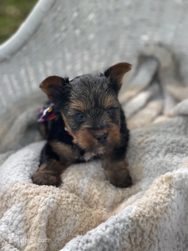 Boy A – Yorkshire Terrier puppy for sale in Tallahassee, FL