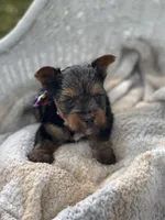 Boy A, a male Yorkshire Terrier for sale in Tallahassee, FL – 1 of 10