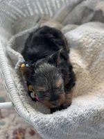 Boy A, a male Yorkshire Terrier for sale in Tallahassee, FL – 2 of 10