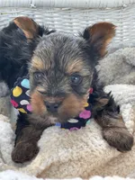 Boy A, a male Yorkshire Terrier for sale in Tallahassee, FL – 4 of 10
