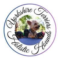 Boy A, a male Yorkshire Terrier for sale in Tallahassee, FL – Photo 5 of 5