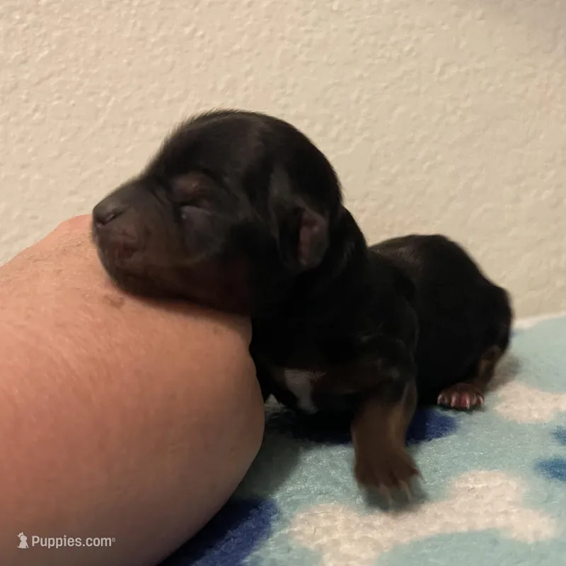 Boy A – Yorkshire Terrier puppy for sale in Tallahassee, FL