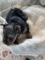 Boy A, a male Yorkshire Terrier for sale in Tallahassee, FL – 3 of 10