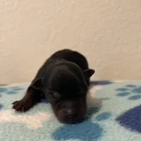 Boy A, a male Yorkshire Terrier for sale in Tallahassee, FL – Photo 2 of 5