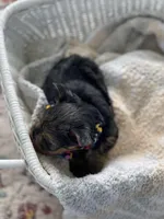 Boy A, a male Yorkshire Terrier for sale in Tallahassee, FL – 5 of 10