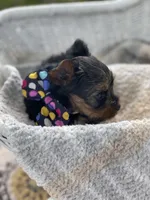 Boy A, a male Yorkshire Terrier for sale in Tallahassee, FL – 6 of 10